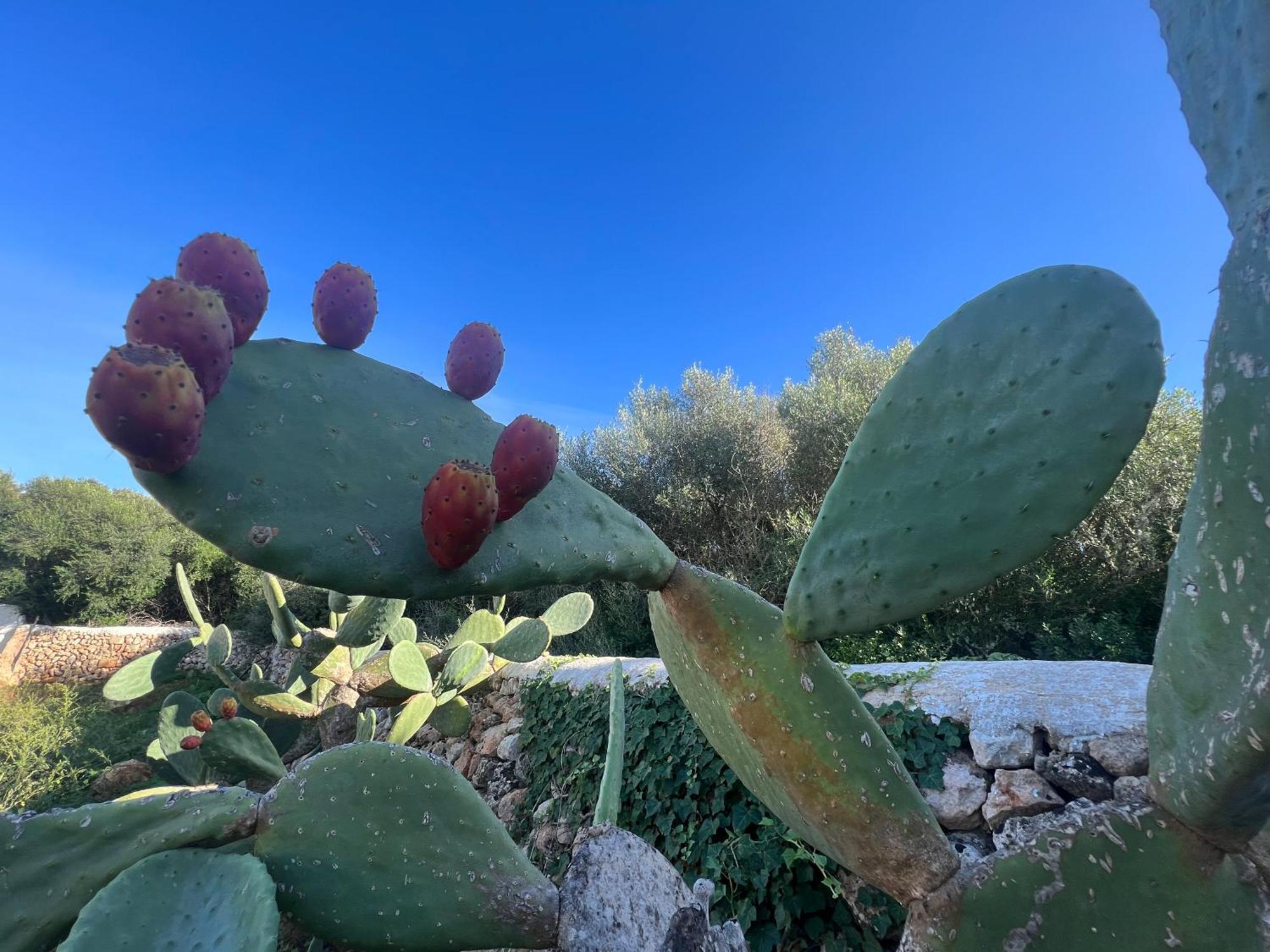 Balear Hotel Ciutadella  Dış mekan fotoğraf